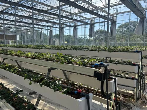 白鶴草莓香飄四溢，植物工廠開啟全年果香新紀(jì)元